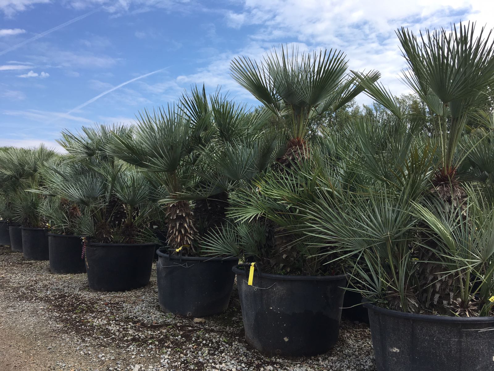 PALME VENDITA